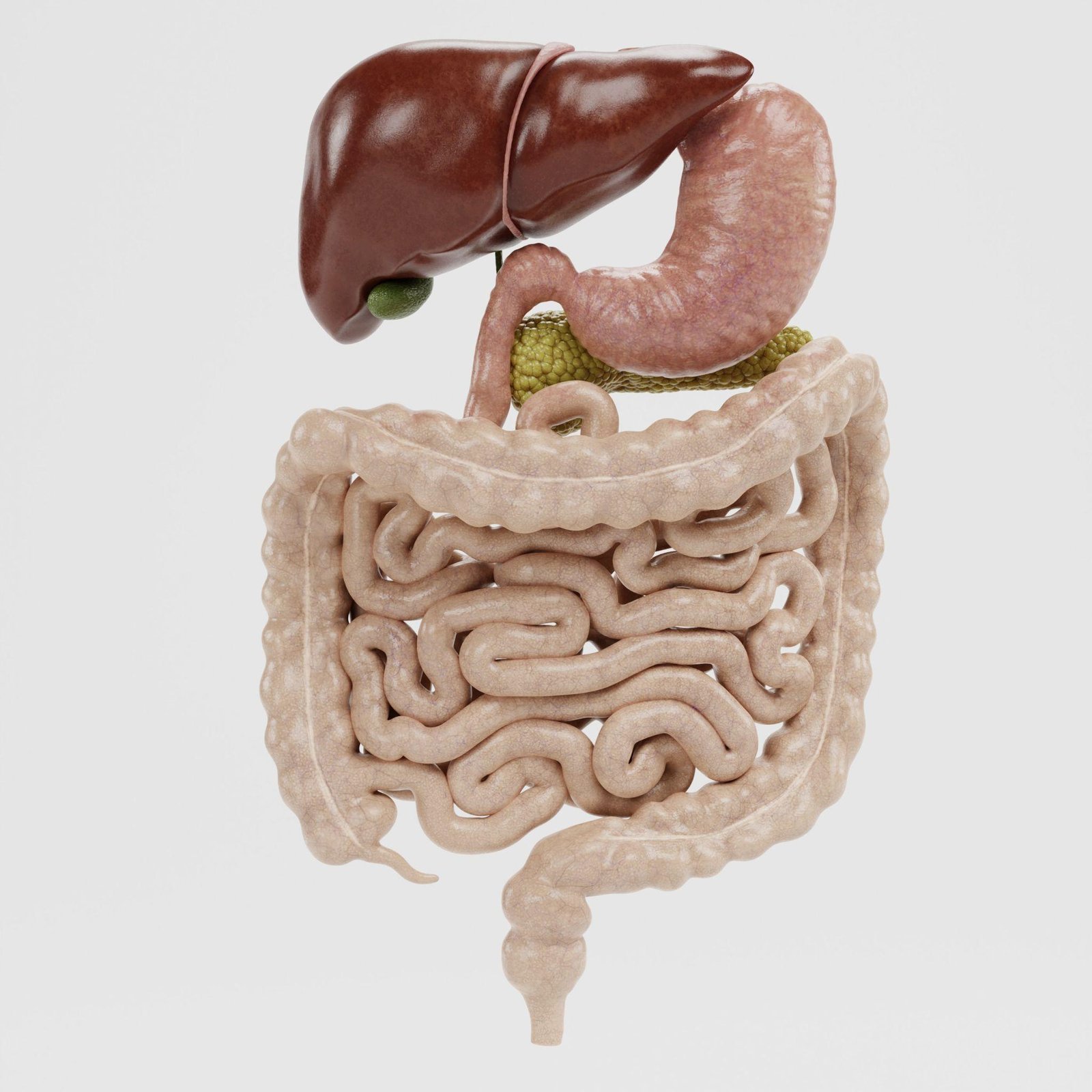 Digestive Support