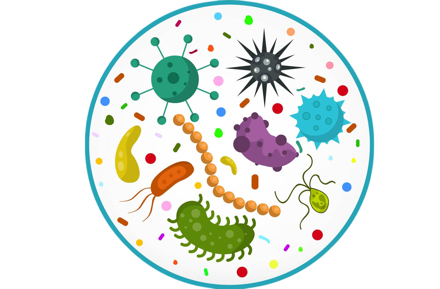 Probiotic Strains